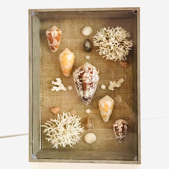 Rare Hawaiian Sea Shell Shadowbox - Picture 2 of 3
